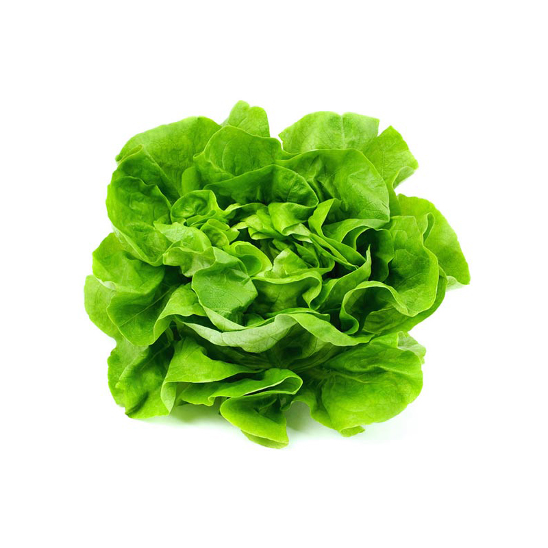 Hydroponic Boston Lettuce - Case (12 Heads) (jit) - Pantree Food Service