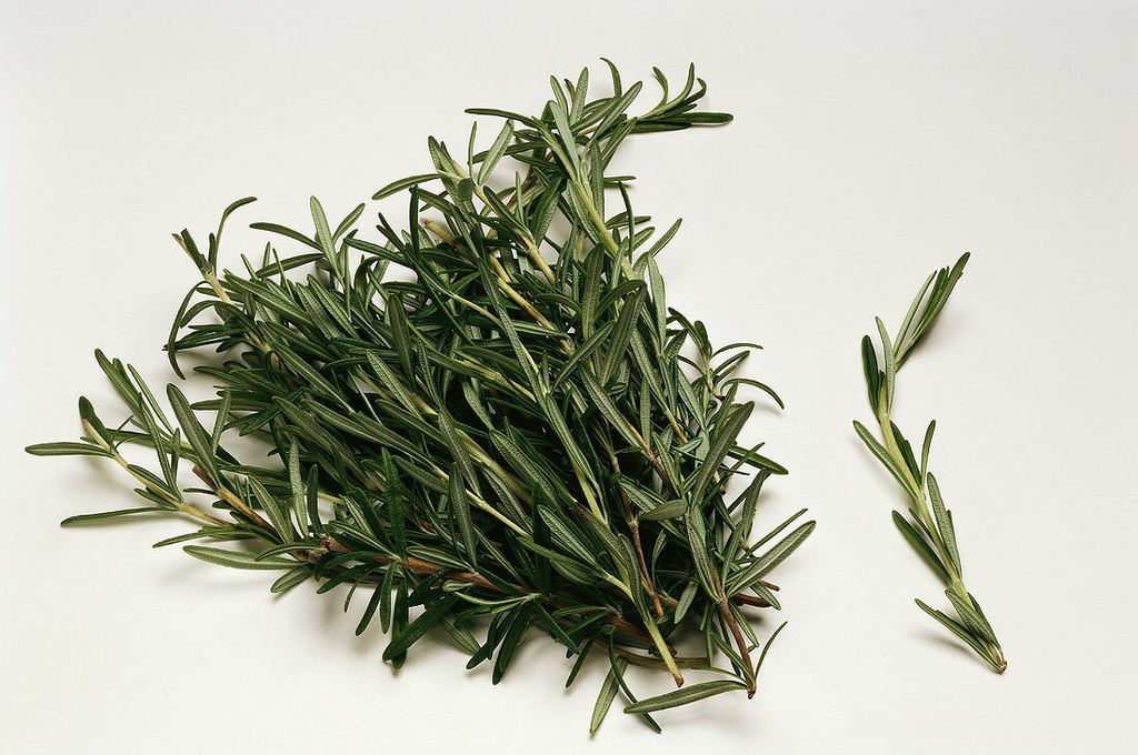 Fresh Rosemary (1 Case (12 - bunches)) (jit) - Pantree Food Service